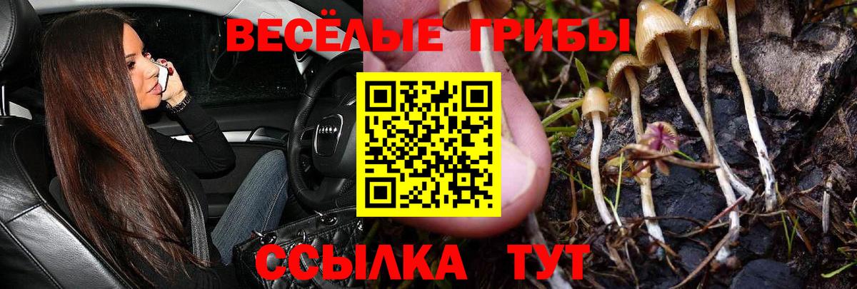 Знаменск  Галлюциногенные грибы Cubensis  купить наркоту  Вход с VPN 
